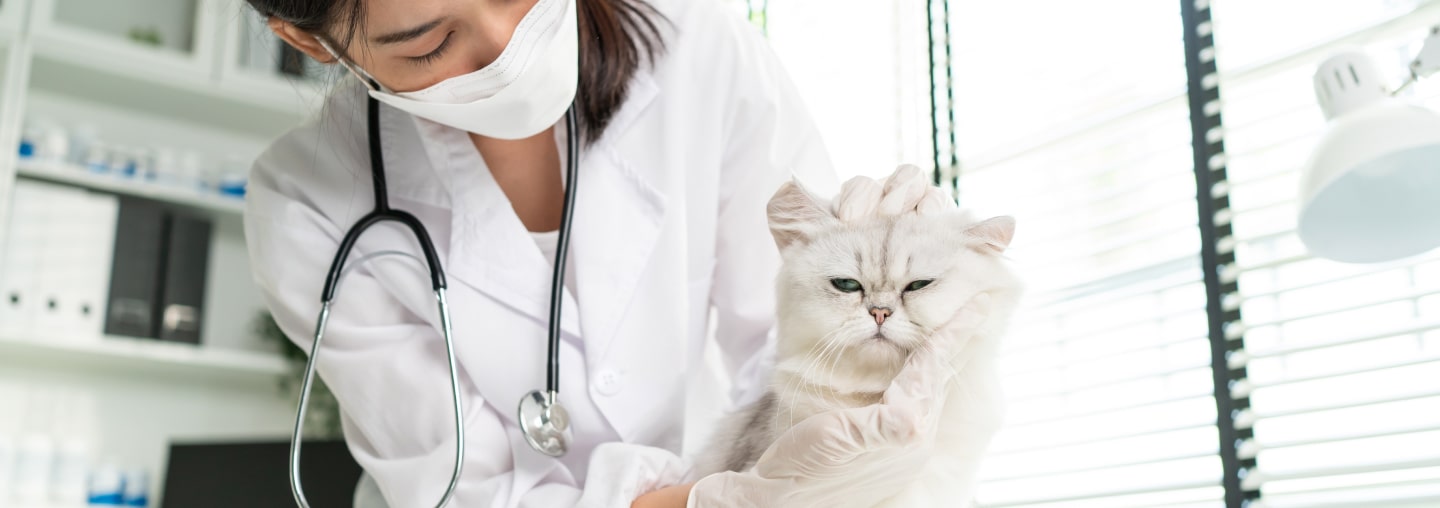 Eukanuba Senior Small Breed