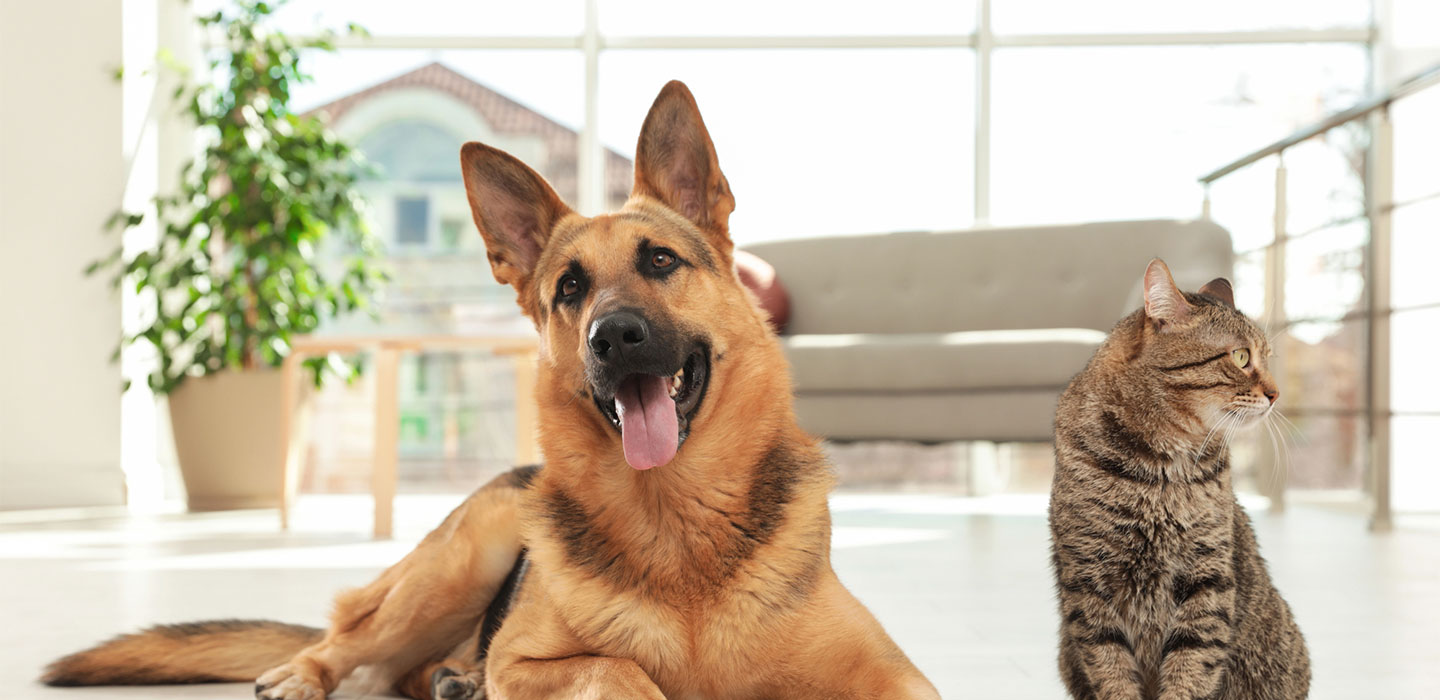 Eukanuba Adult Chicken, Rice & Vegetables Dinner